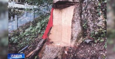 ​千年古树遭盗割，如何以司法力量推动古树名木保护？