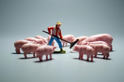 ​牧原股份借款余额一年暴涨近190亿元，“猪茅”如何穿越“猪周期”？