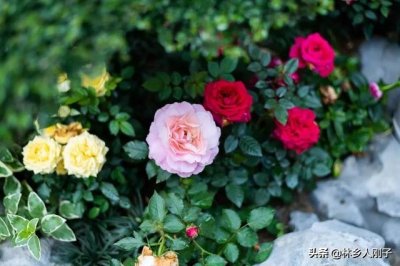 ​玫瑰花和月季花的区别在哪里（玫瑰花和月季花的区别在哪里图片）