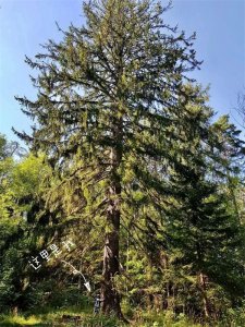 ​世界上最老的欧洲云杉，名叫......哈士奇