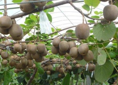 ​猕猴桃的种植技术与管理技术（如何栽种猕猴桃产量高）